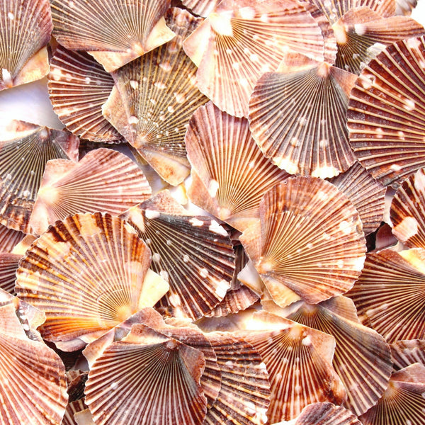 Terracotta Orange Brown Spotty Flat Scallop Shells - 1 Kg